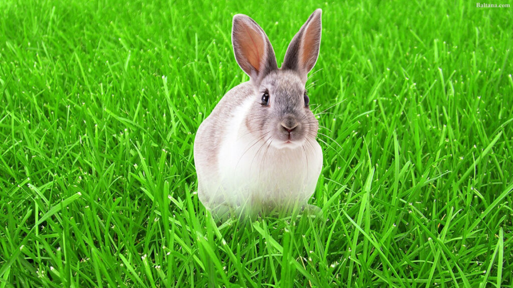 Playful Silver Rabbit: Nature's Delight amidst Abundant Grassland Wallpaper