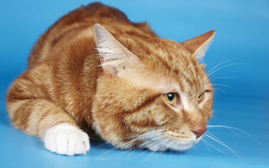 Curious Plump Tabby Cat Wallpaper on Vivid Blue Background
