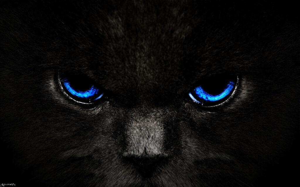 Soulful Stare: Captivating Aesthetic Dark Blue Eyes of a Mysterious Black Cat in HD Wallpaper