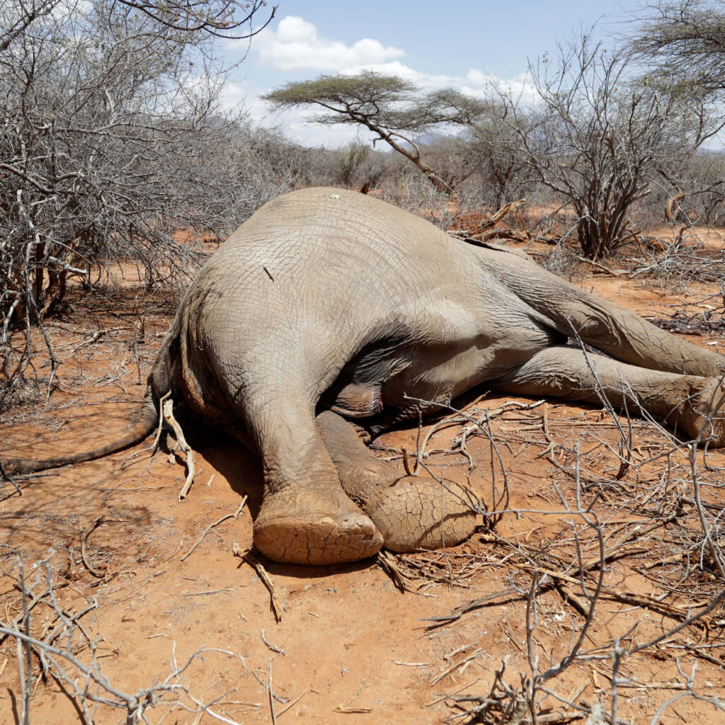 Poignant Elephant Wallpaper: Harsh Realities of Wildlife in Barren Lands