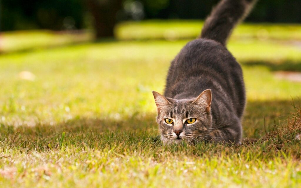 Agile Cat Ready to Pounce: 2560x1600 Nature Wallpaper