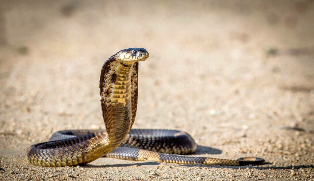 Majestic Cobra on Sand: Captivating Wallpaper of Desert Habitat
