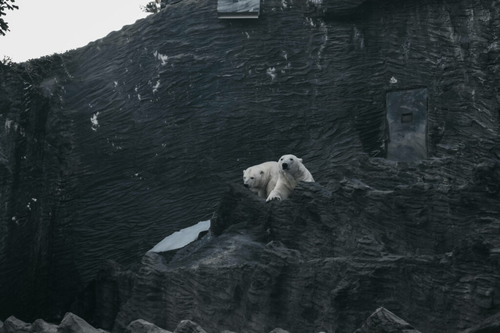 Polar Bears on Dark Stone: Stunning Natural Background Wallpaper