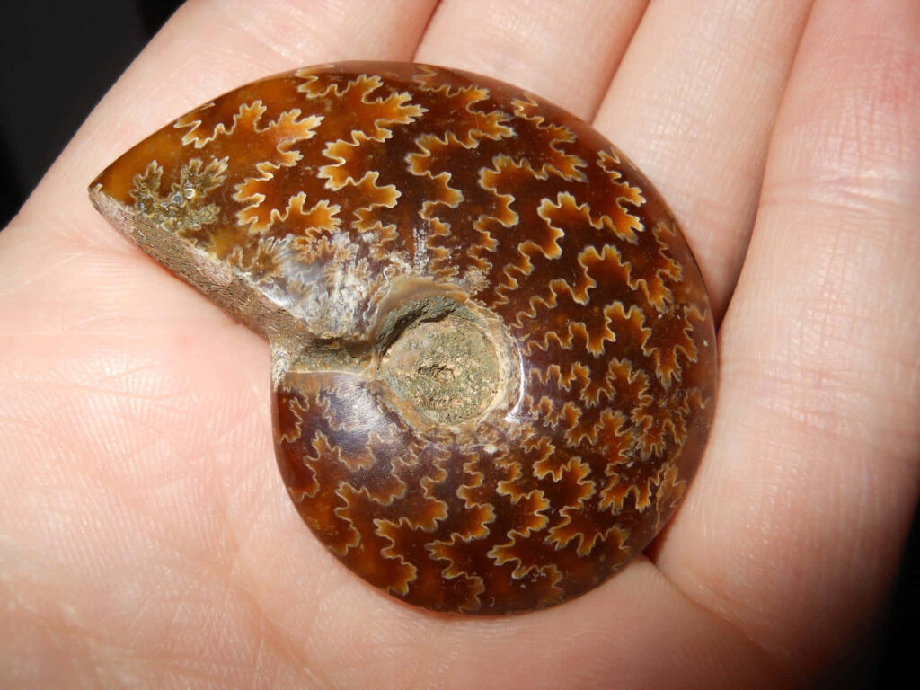 Close-up of polished ammonite fossil in hand showing intricate natural patterns and earthy tones Wallpaper