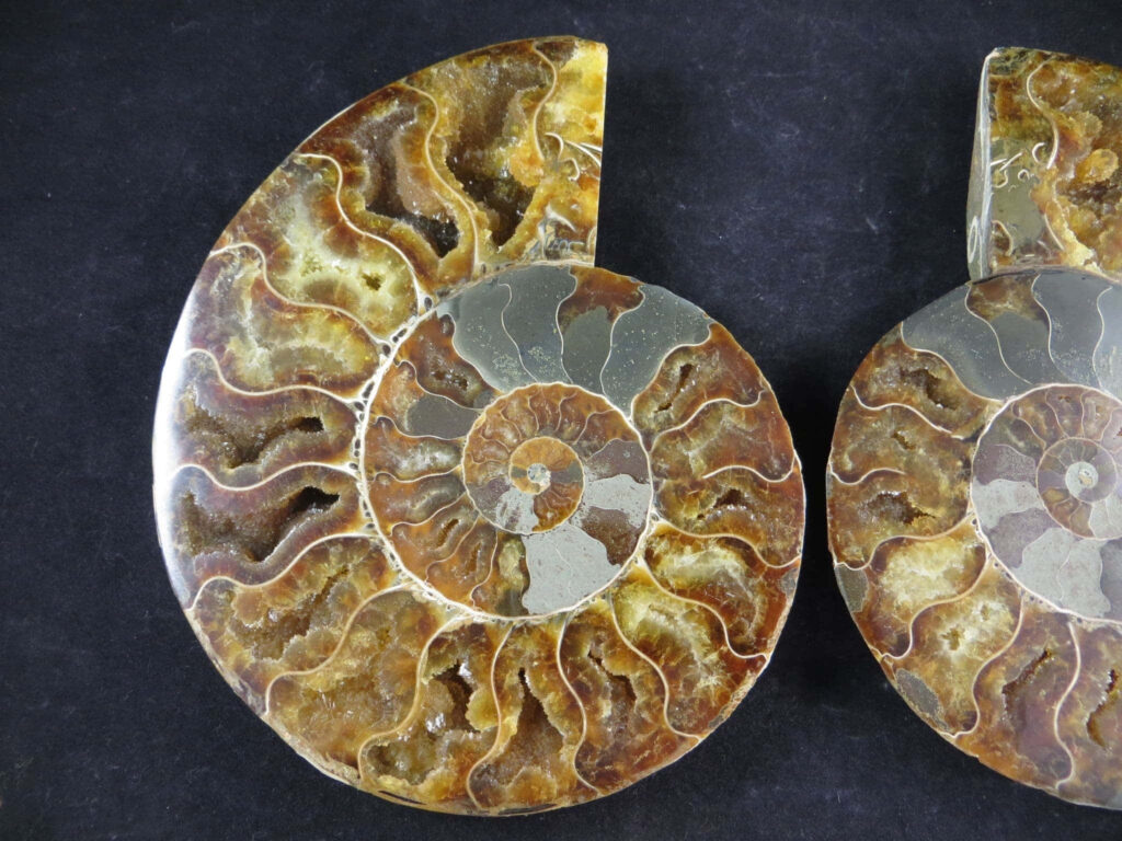Polished ammonite fossils with intricate spirals and earthy tones on dark wallpaper background
