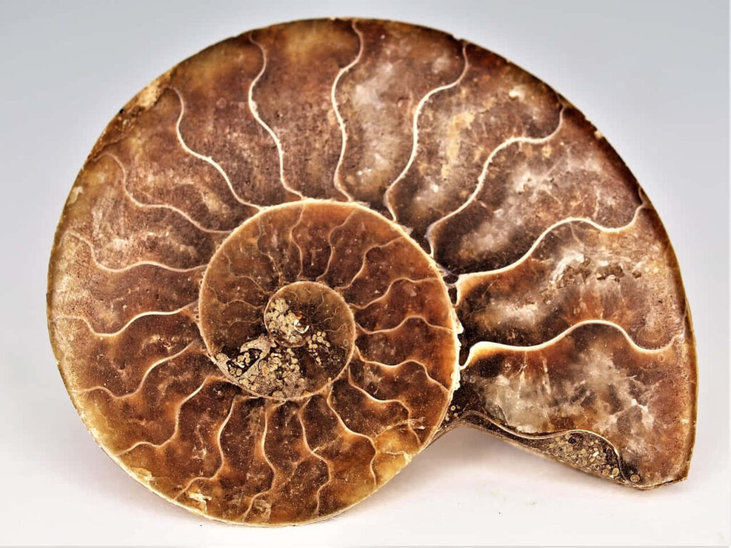 Polished ammonite fossil wallpaper with intricate spiral design and natural earthy tones background