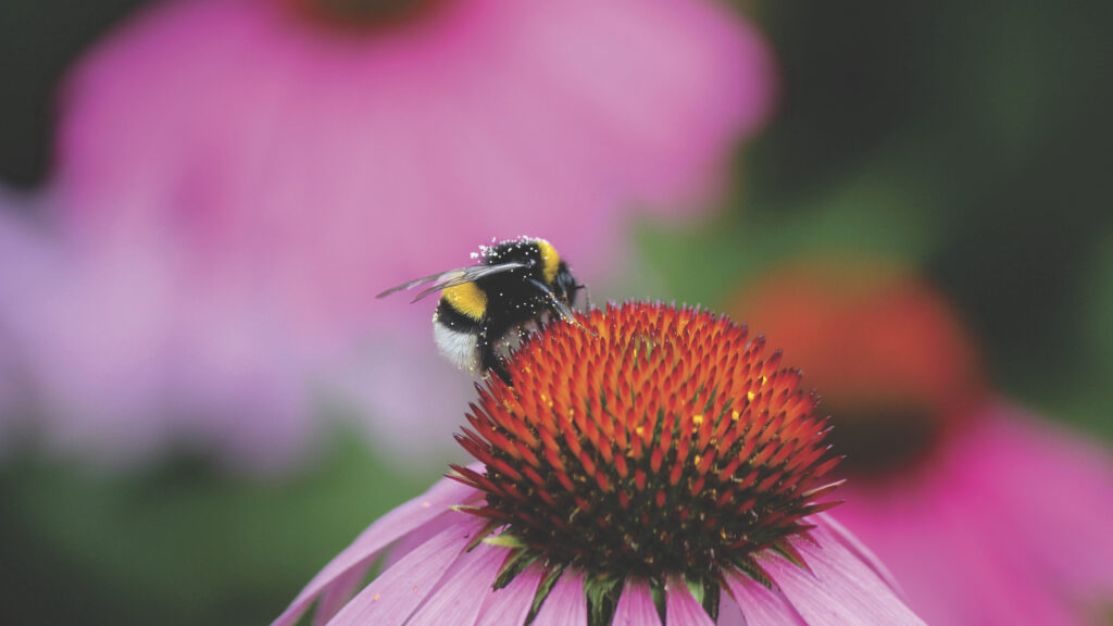 Bumblebee on Pink Flower Bud: Vibrant Wallpaper Background