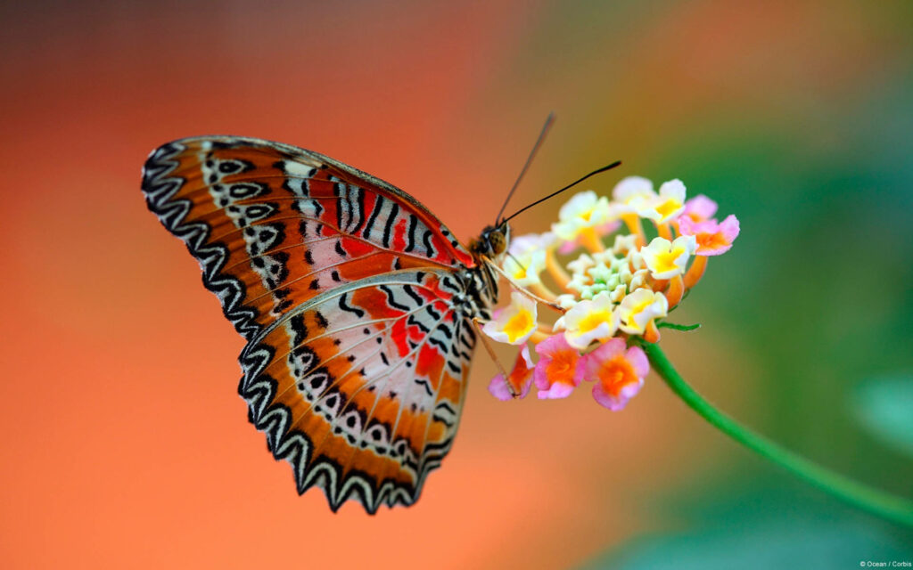 Vibrant butterfly on colorful Lantana flowers macro with warm bokeh nature wallpaper background