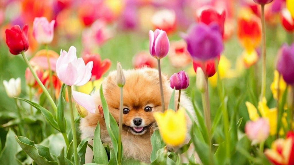 Pomeranian Pup Delightfully Playing in a Vibrant Tulip Wonderland Wallpaper