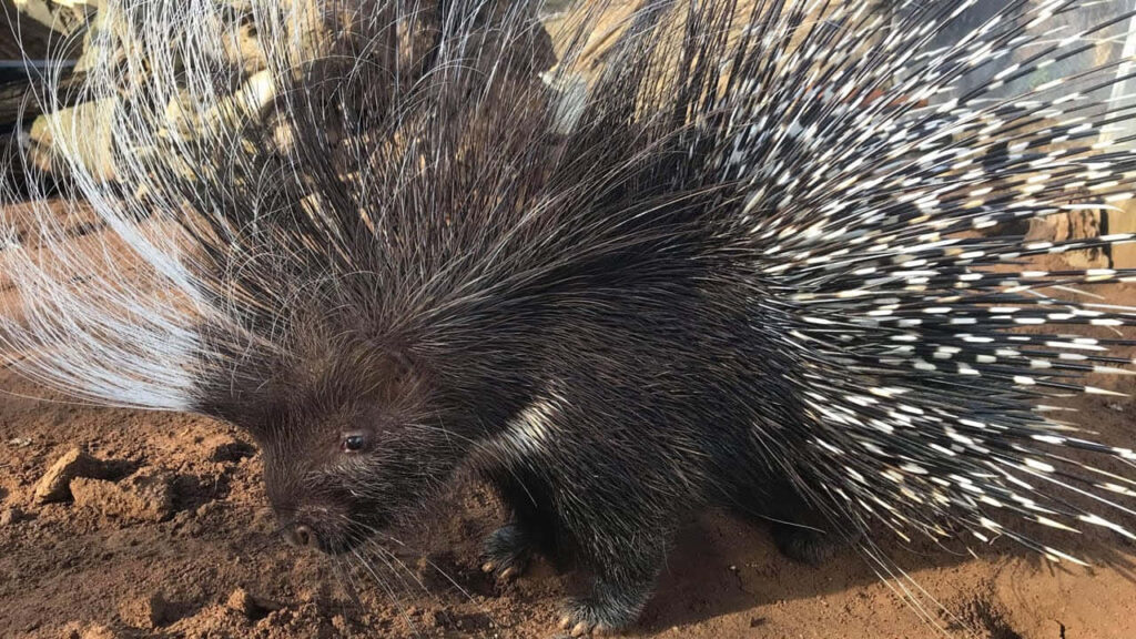 Porcupine Stroll: Quills Showcase in Earthy Natural Setting Wallpaper