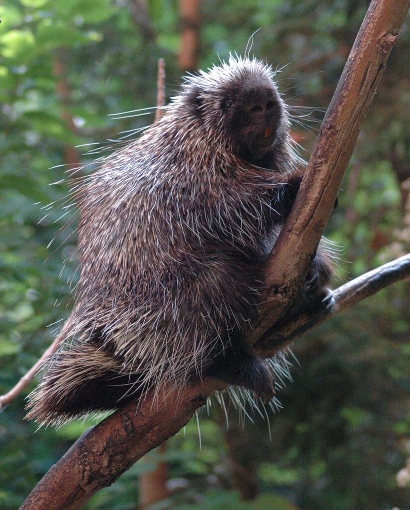 Porcupine Perched on Tree Branch Amidst Lush Greenery Wallpaper