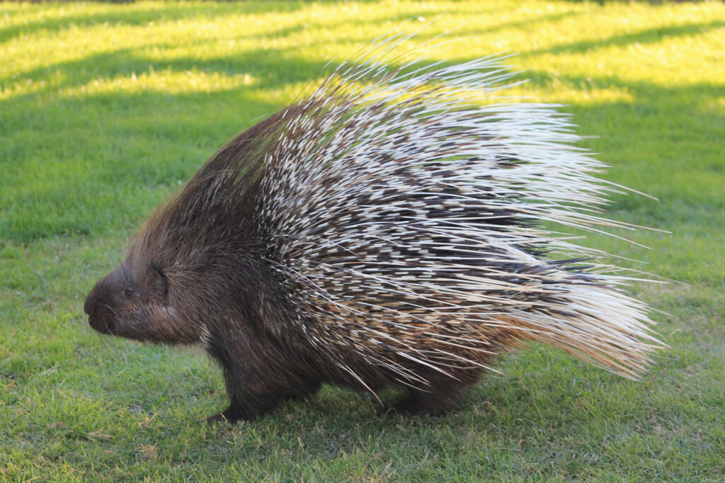 Porcupine Walking on Grassy Ground - Striking Wallpaper Background