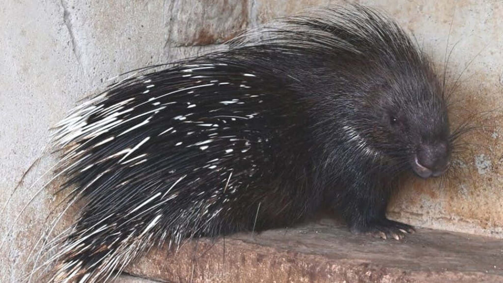 Porcupine Wallpaper Against Rustic Stone Wall - Nature's Beauty