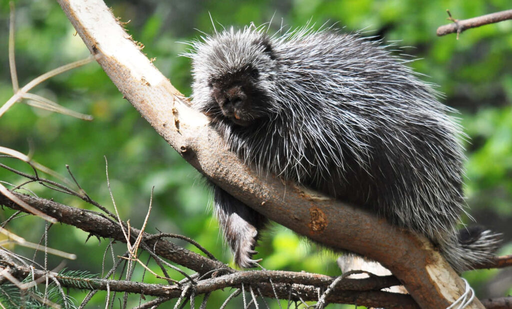 Porcupine Perched on Tree Branch in Lush Green Forest Wallpaper