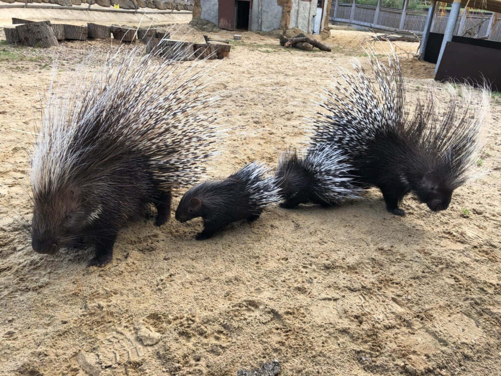Stunning Porcupines with Impressive Quills on Sandy Background Wallpaper