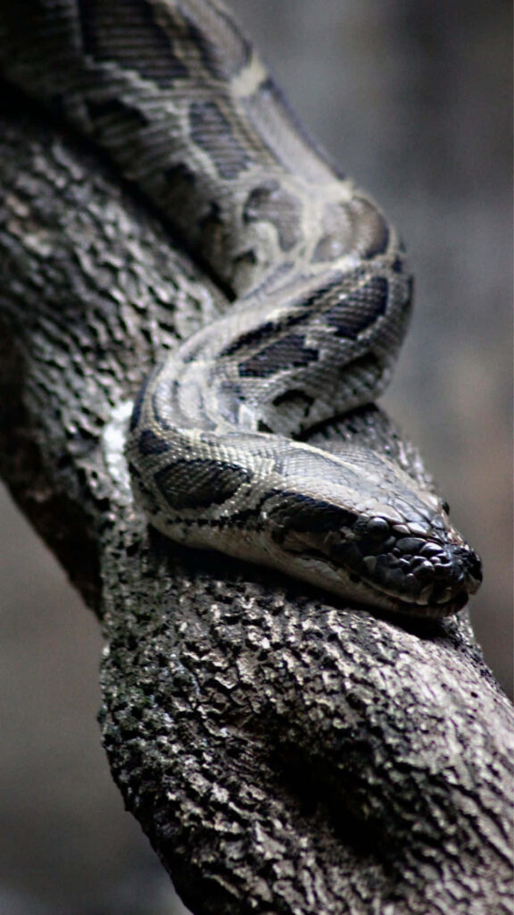 Powerful anaconda coiled on rugged tree branch with detailed patterned scales and intense gaze Wallpaper