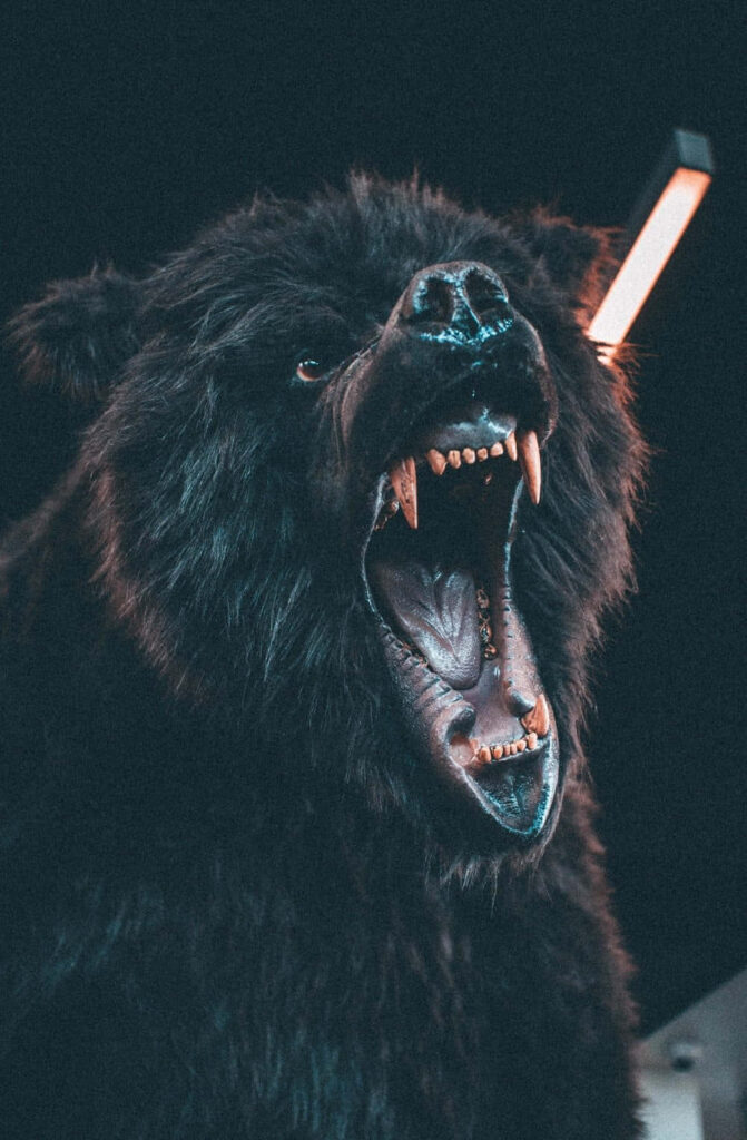Majestic Bear Roar Wallpaper: Wild Strength on Dark Background
