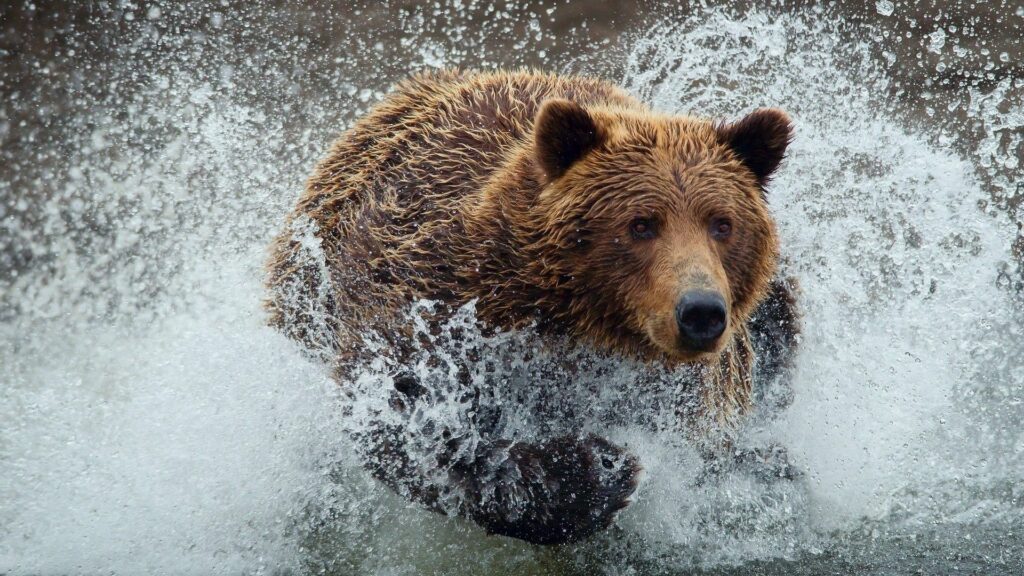Dynamic Bear Splash Wallpaper - 1920x1080 Background in Motion