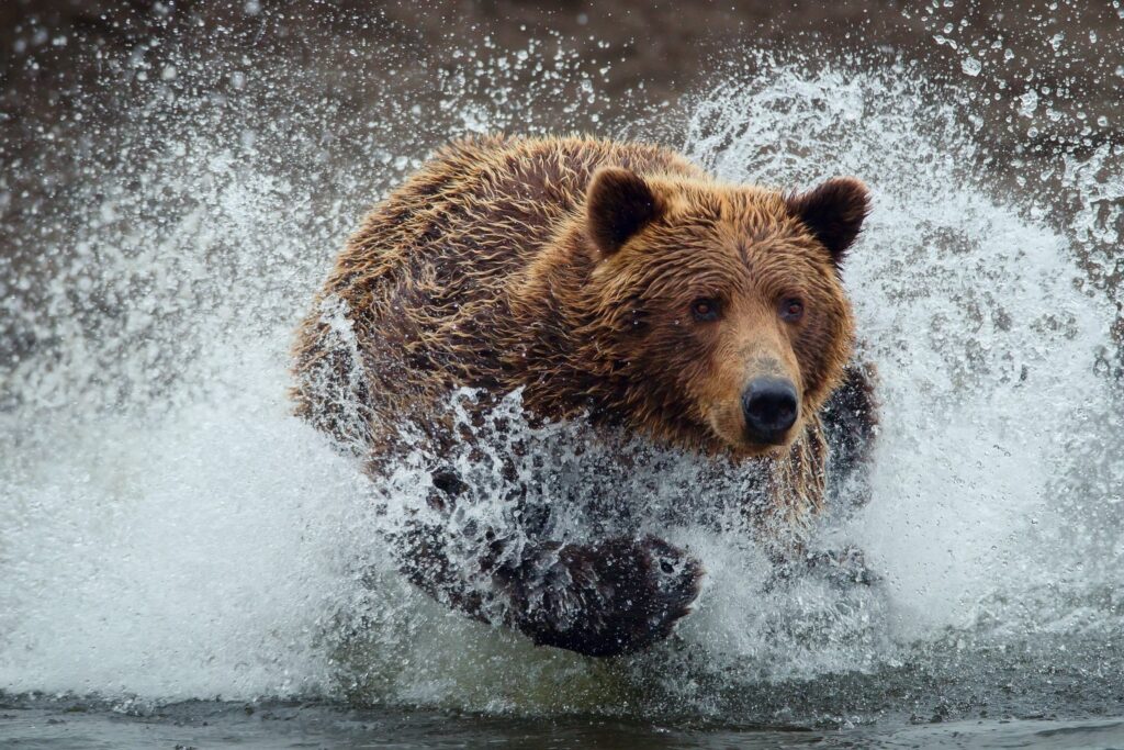 Powerful Bear Running Through Water - Dynamic Desktop Wallpaper