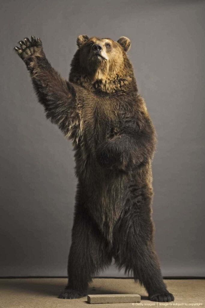 Majestic Bear Standing Tall: Powerful Wallpaper Background