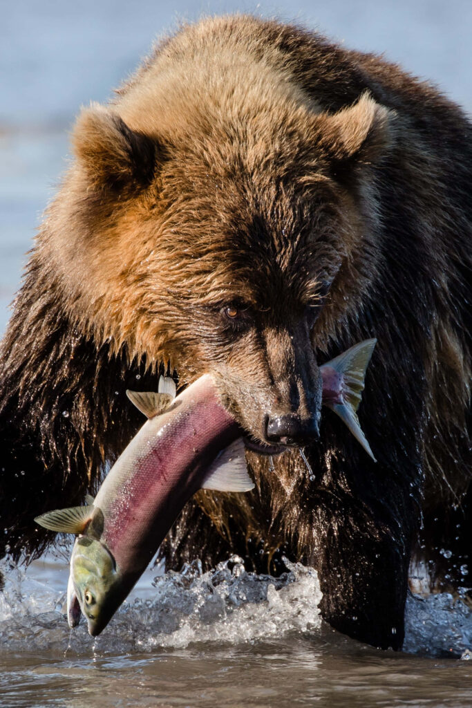 Powerful Bear with Salmon: Dynamic Nature Wallpaper Background