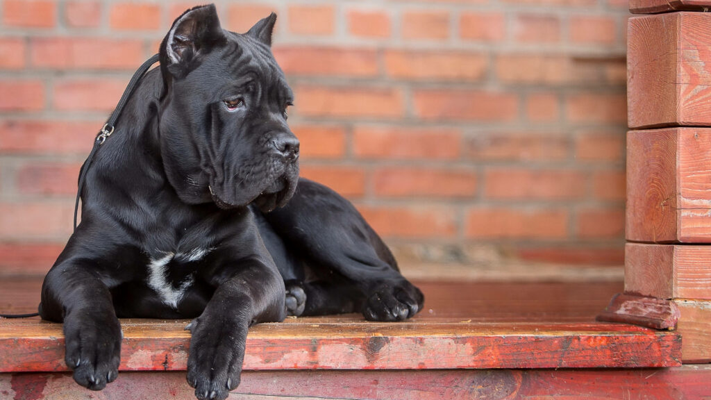 Alert black Cane Corso guard dog resting on wooden porch with rustic brick wall background Wallpaper