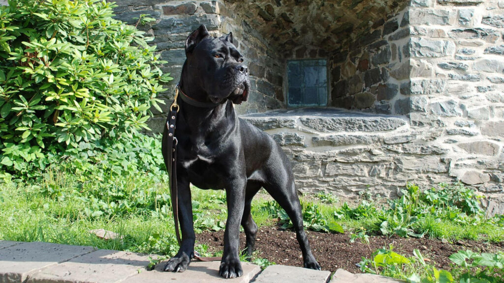 Black Cane Corso guard dog standing alert by rustic stone wall with green foliage background Wallpaper