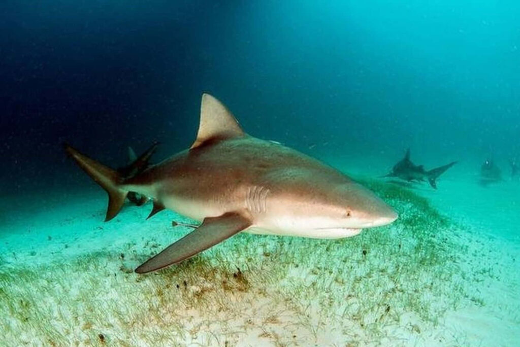 Bull shark swimming over sandy seabed in blue green ocean natural light underwater scene Wallpaper