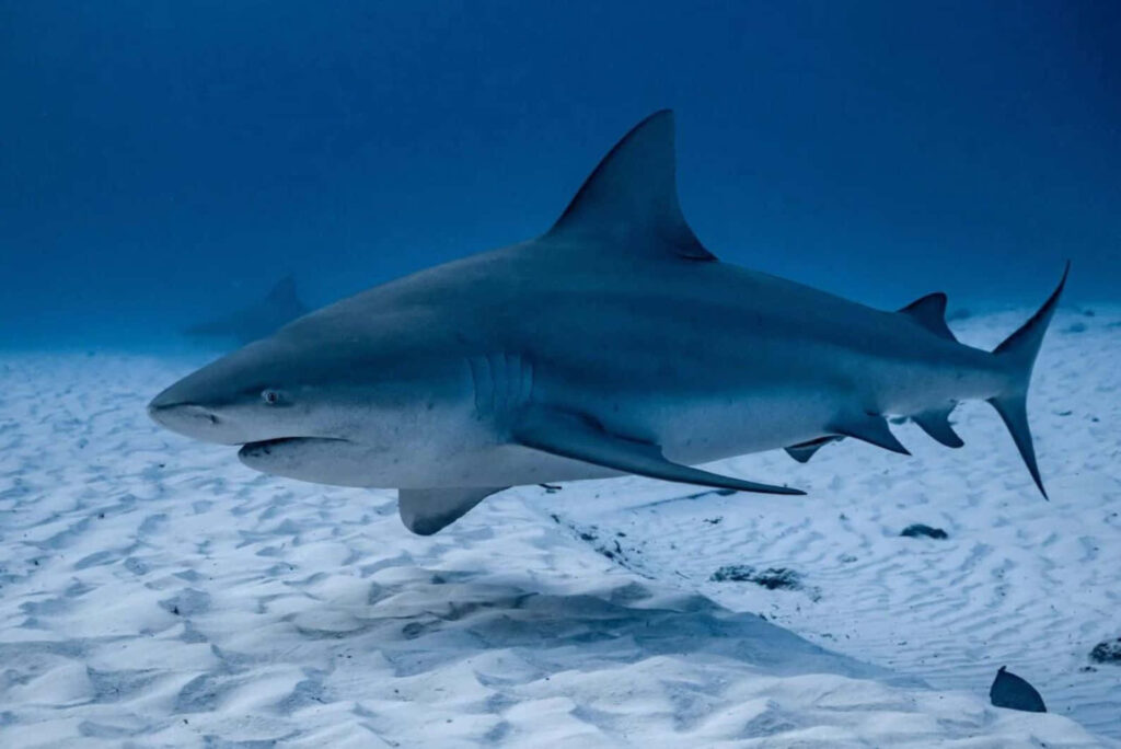 Powerful bull shark glides over white sand seabed in clear blue water stunning underwater scene Wallpaper