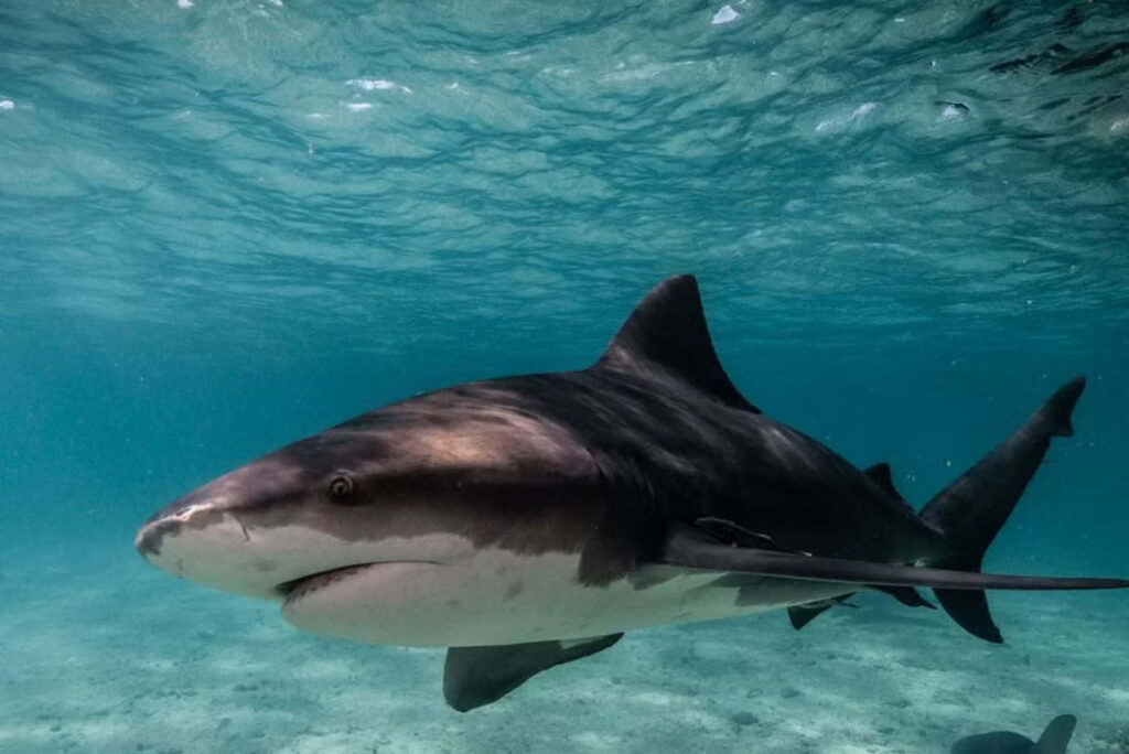 Powerful bull shark swimming in clear blue water with sunlight highlighting its sharp features Wallpaper