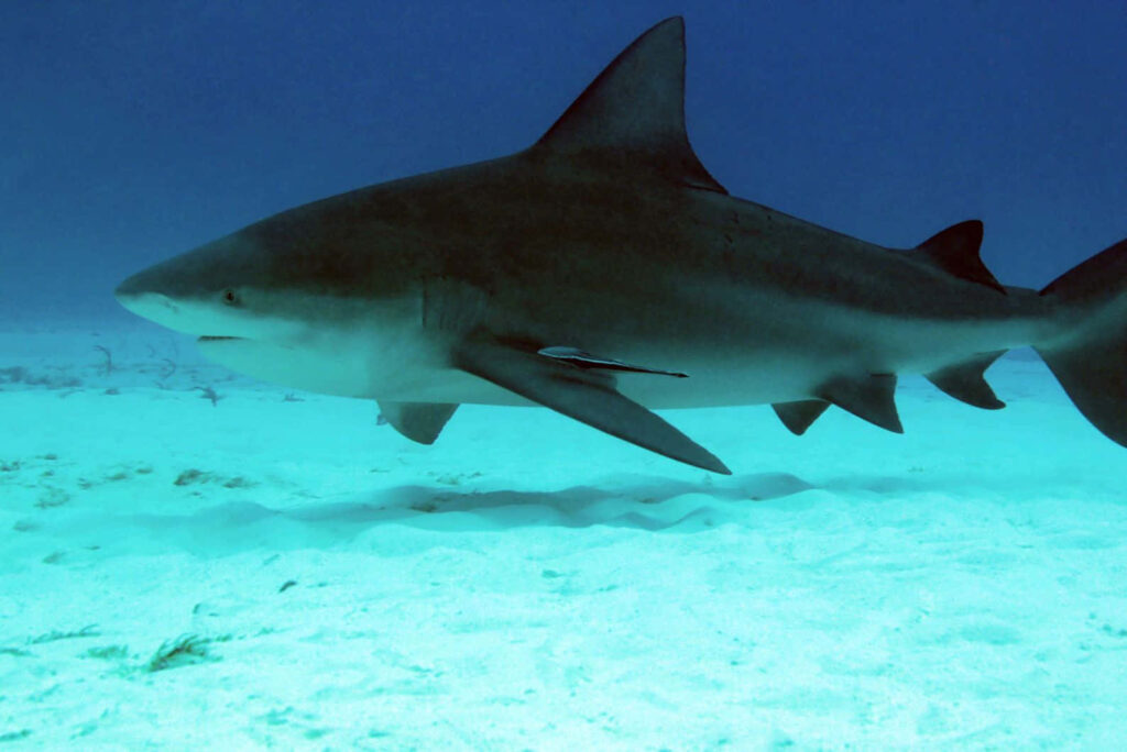 Bull shark gliding over sunlit sandy seabed in clear turquoise water high resolution marine wallpaper