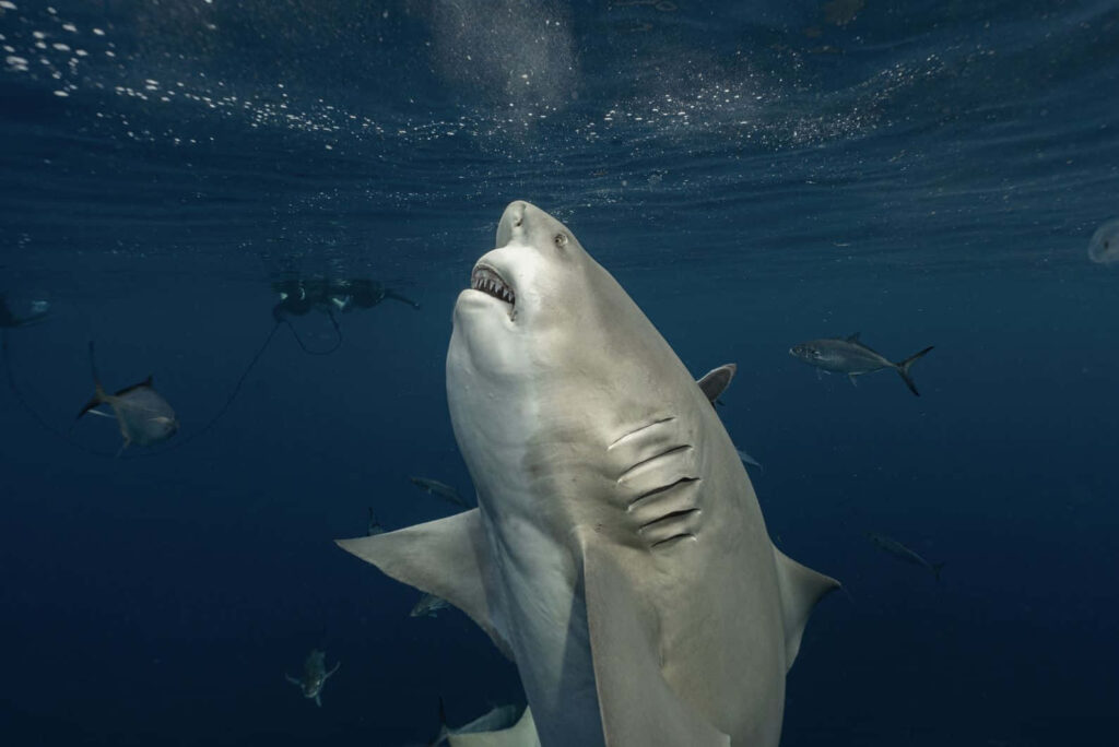 Bull shark swimming in deep blue ocean surrounded by fish with sunlight beams underwater wallpaper