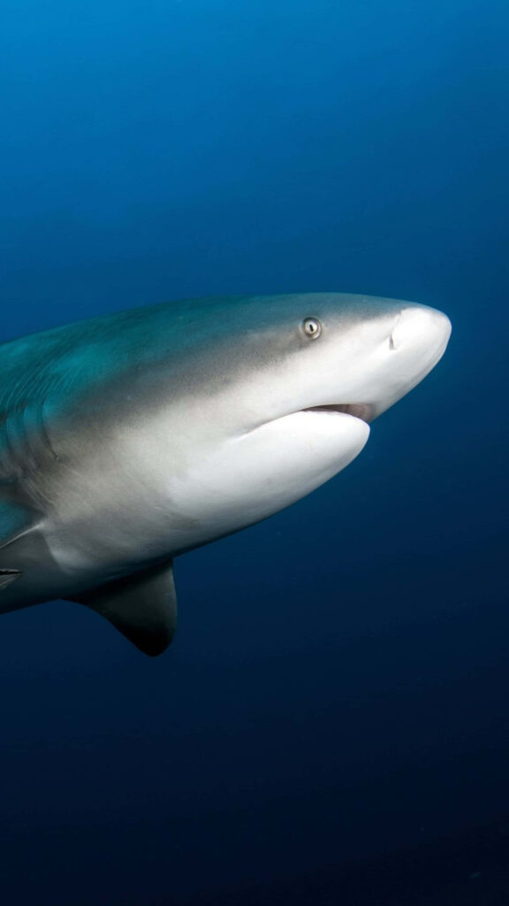 Bull shark underwater portrait with streamlined body vivid grey and white colors deep blue background Wallpaper