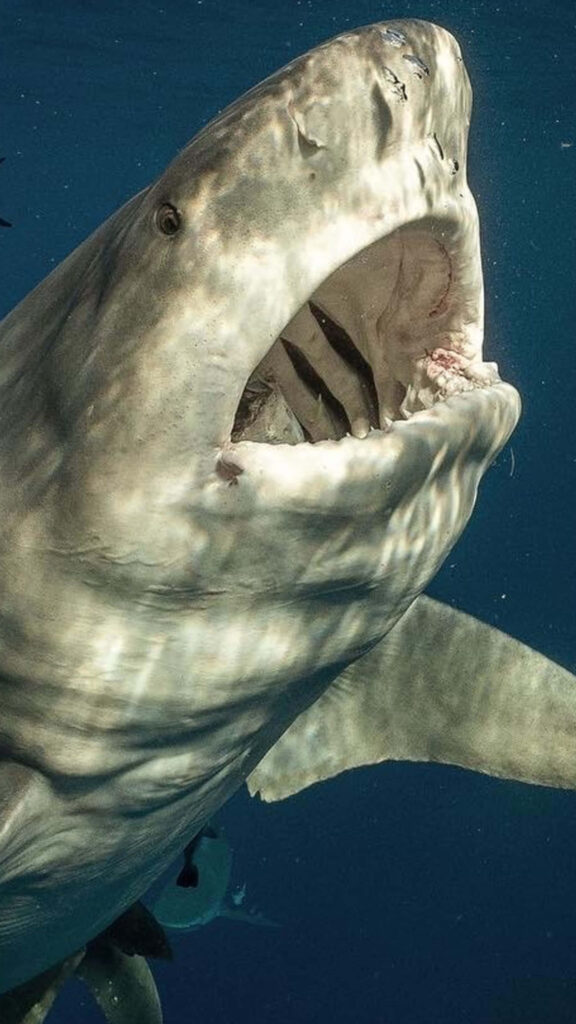 Dramatic underwater bull shark with open mouth and sharp teeth in deep blue ocean wallpaper