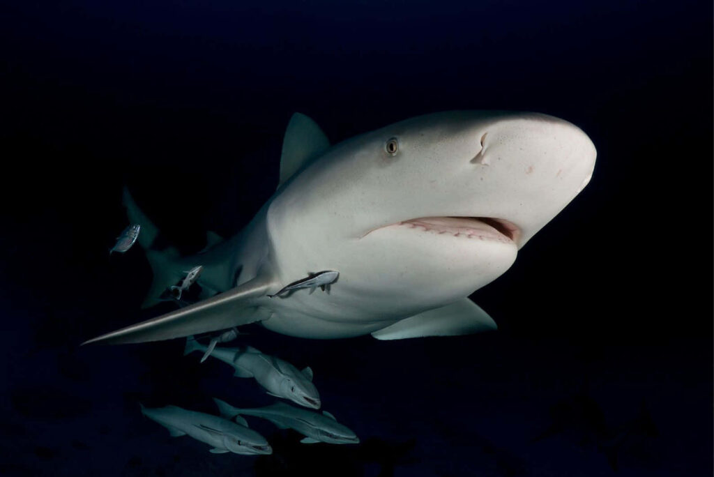 Underwater bull shark swimming with remora fish in deep dark blue ocean marine life wallpaper