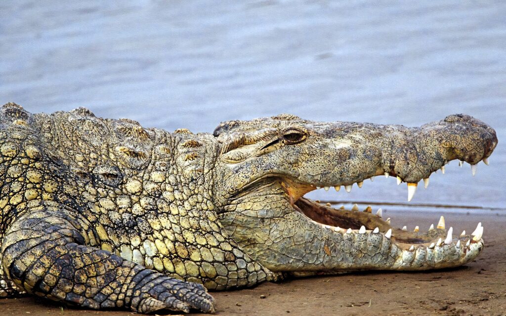 Powerful caiman with textured scales and sharp teeth basking on sandy beach by calm water Wallpaper