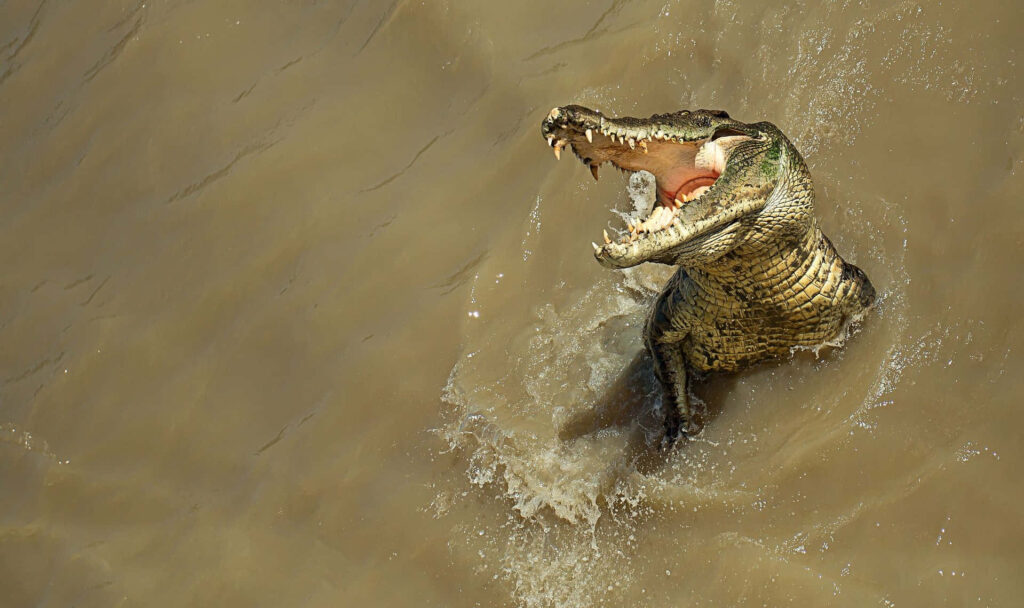 Crocodile leaping from muddy water with open jaws in intense hunting moment wallpaper background