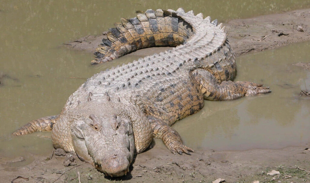 Muddy Crocodile Wallpaper: Striking Reptile by Murky Water