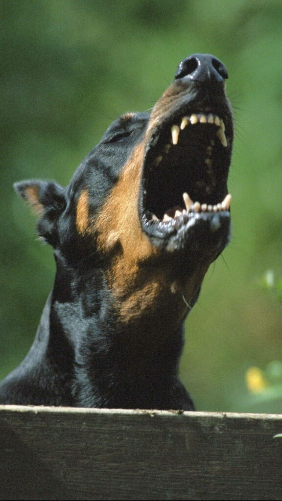 Close-up of barking Dobermann with sharp teeth sleek black tan coat vibrant green backdrop Wallpaper