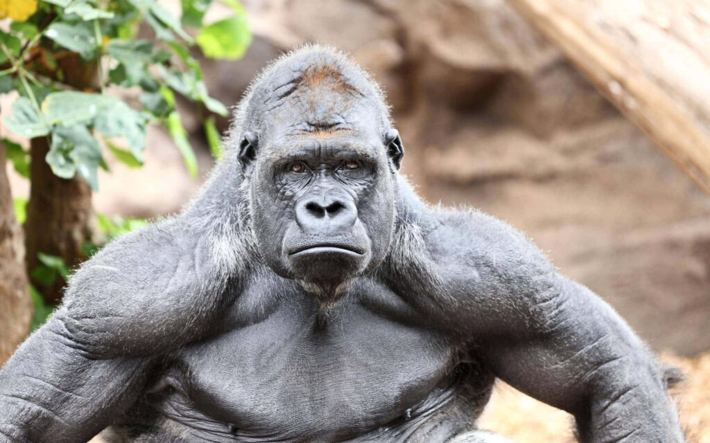 Majestic Gorilla Wallpaper: Striking Natural Background Design