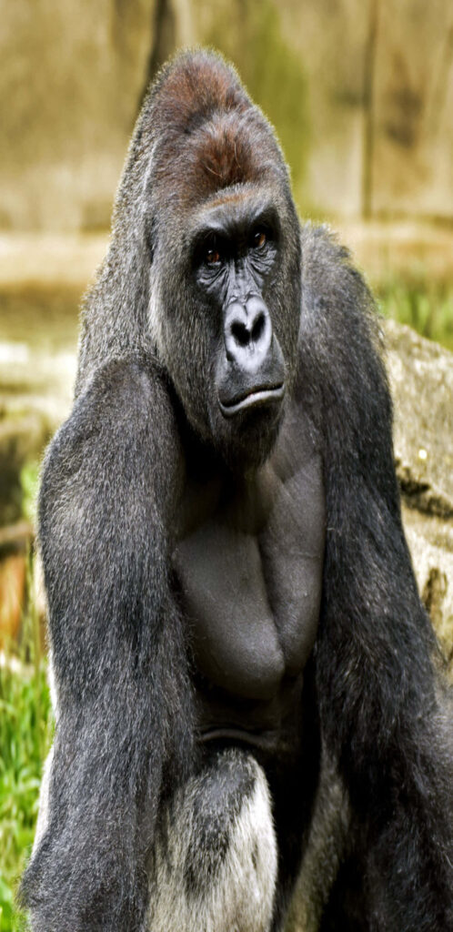 Majestic Gorilla Wallpaper: Fierce Presence in Nature's Beauty