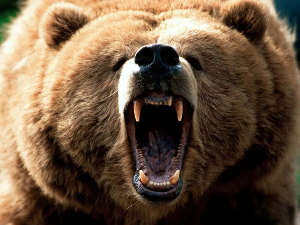 Close-Up of Roaring Grizzly Bear Wallpaper: Powerful Presence