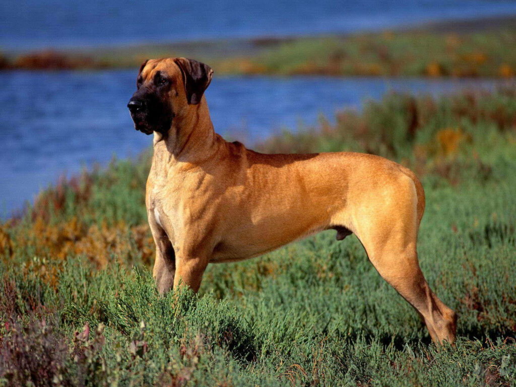Guardian of the Riverside: Majestic Boerboel overlooking the Horizon Wallpaper