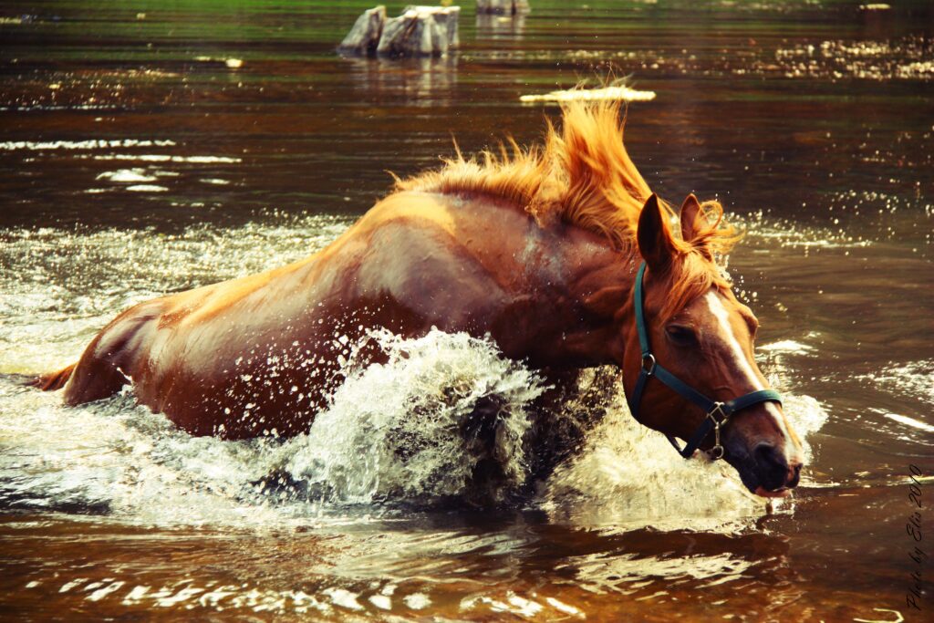 Majestic Horse Gallops Through Water: Power and Grace in Motion Wallpaper