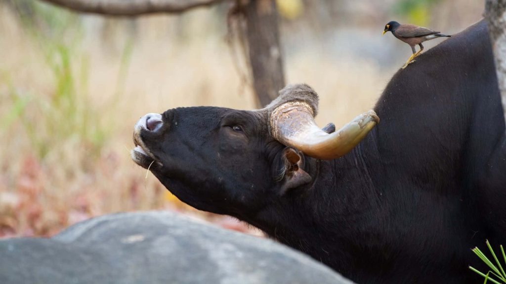 Powerful Gaur with massive horns and Common Myna bird perched in serene nature scene wallpaper