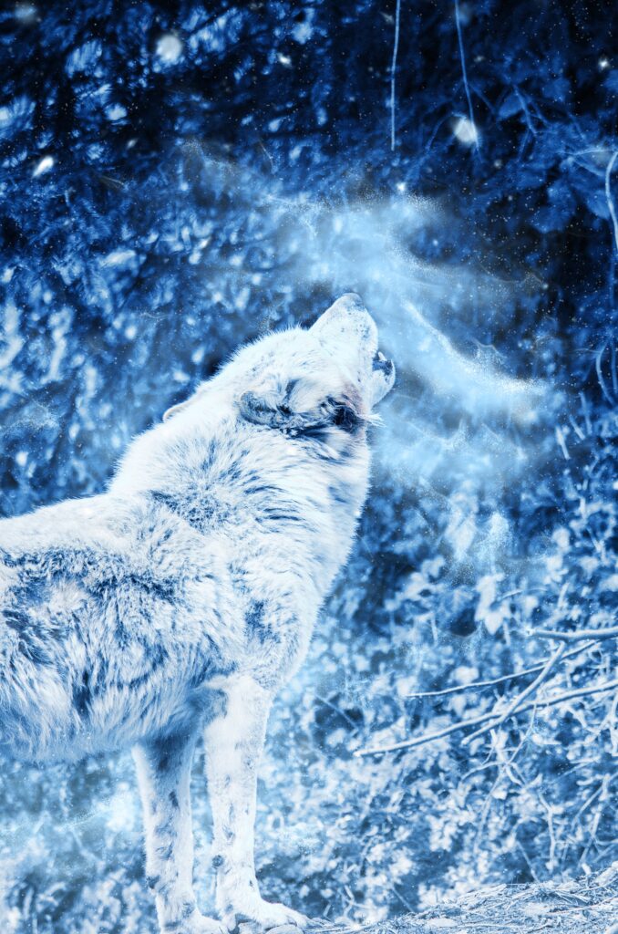 Lone Wolf Howling in Fog: Embracing Wilderness Solitude Wallpaper