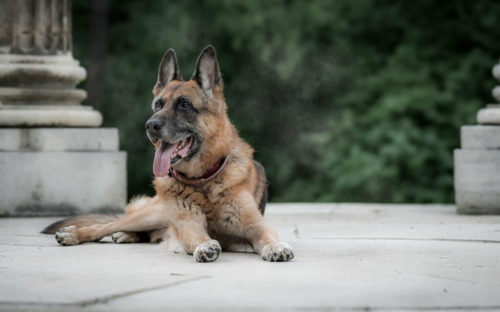 Majestic German Shepherd resting on stone patio with classical pillars and green garden backdrop Wallpaper