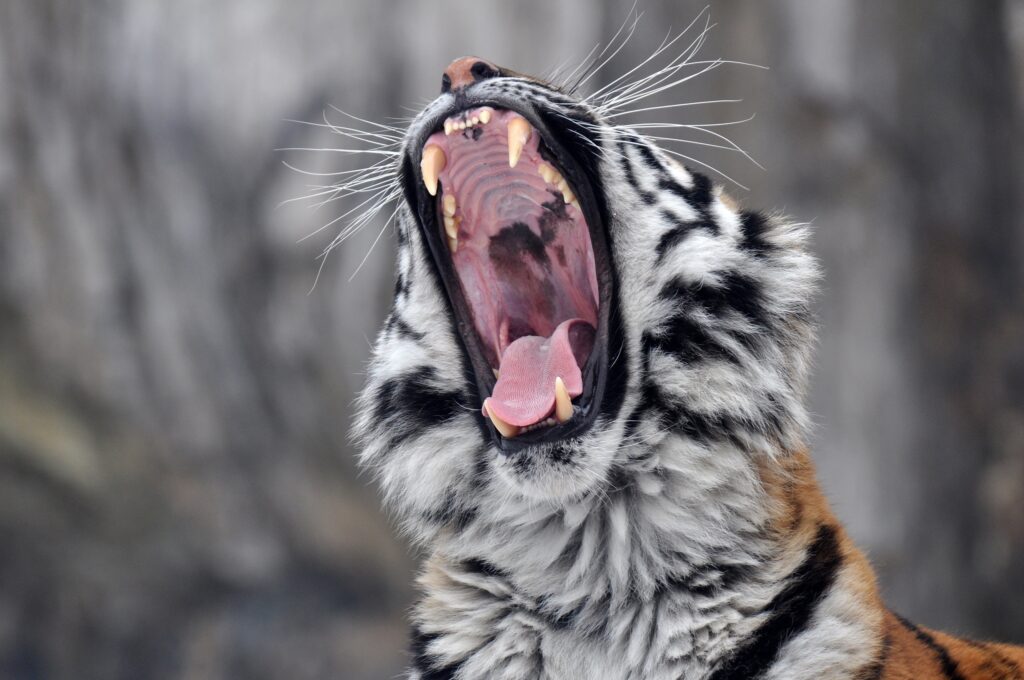 Majestic Tiger Roar: Close-Up of Fierce Predator in Natural Habitat Wallpaper