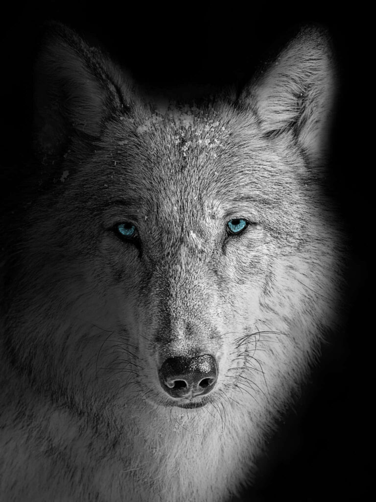 Majestic Wolf Wallpaper: Blue-Eyed Power, Fire & Water Harmony