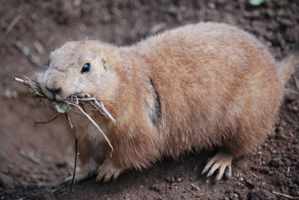 Prairie Dog with Branches: Adorable Wildlife Wallpaper Background
